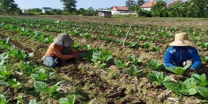 Petani tembakau di Kabupaten Pamekasan.