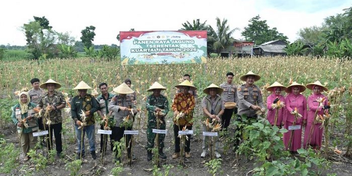 dukung-swasembada-pangan-nasional-2026-polres-gresik-gelar-panen-raya-jagung