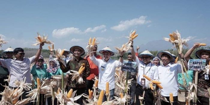 Bupati Nganjuk Novi dan Dirjen Kementerian Suwandi menunjukkan jagung varietas Nasa pada panen raya. foto: BAMBANG/ BANGSAONLINE