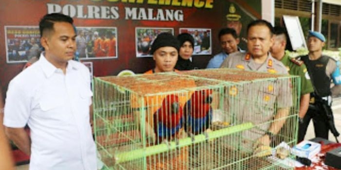 Kapolres Malang AKBP Hendri Umar menunjukkan dua ekor Burung Nuri Bayan yang dijual pelaku lewat facebook.
