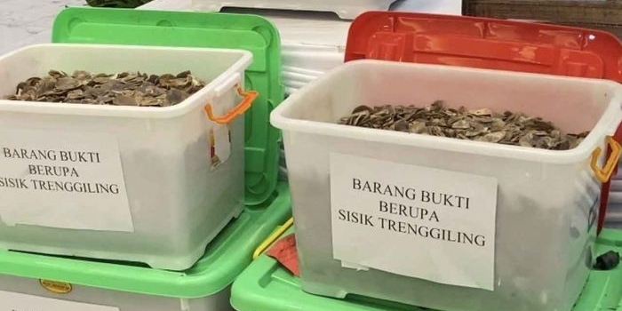 Barang bukti sisik trenggiling yang diamankan Polda Jatim. Foto: Ist.