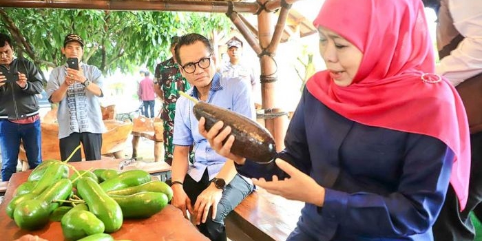 beratnya-capai-18-kg-gubernur-khofifah-kenalkan-alpukat-kelud-berukuran-jumbo-asli-kediri