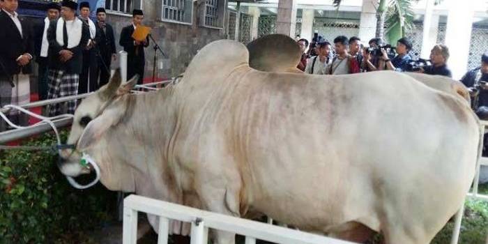 Sapi milik Presiden Joko Widodo dan Wapres Jusuf Kalla yang disumbangkan di Masjid Istiqlal.