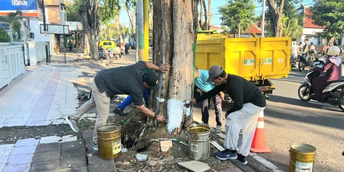 Bupati Pamekasan KH. Kholilurrahman (kanan) mengecat ulang pohon di pinggir jalan raya, Jumat (24/4/2026).