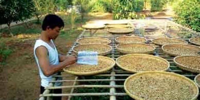Tampak perkebunan kopi dan proses penjemuran kopi. foto: istimewa