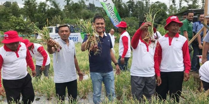 Dirut PG Rahmad Pribadi (tengah) memetik bawang merah hasil demplot NPK Phonska Plus di Bengkulu.