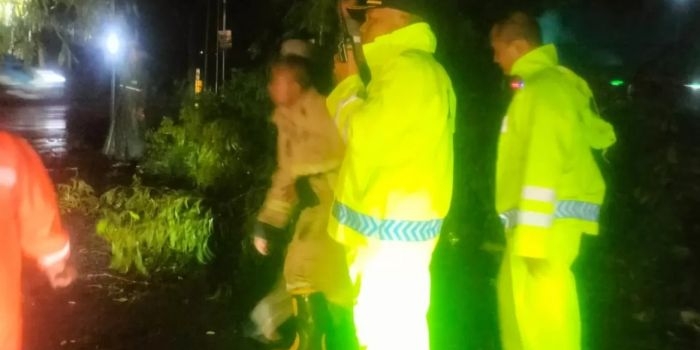 hujan-lebat-akibatkan-pohon-tumbang-di-3-titik-ruas-jalan-kawasan-babat-lamongan