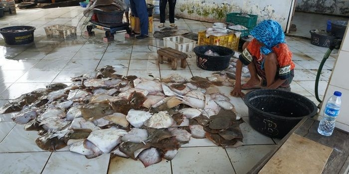 Penjual ikan pari di TPI Branta Pesisir Kecamatan Tlanakan, Pamekasan. 