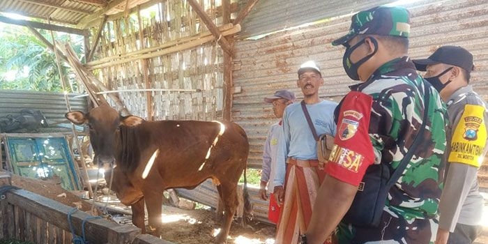 Babinsa Koramil 0826-05 Larangan, Pelda Hidayatullah, bersama Babinkamtibmas setempat saat meninjau sapi ternak milik warga binaan di Dusun Sumber, Desa Lancar.