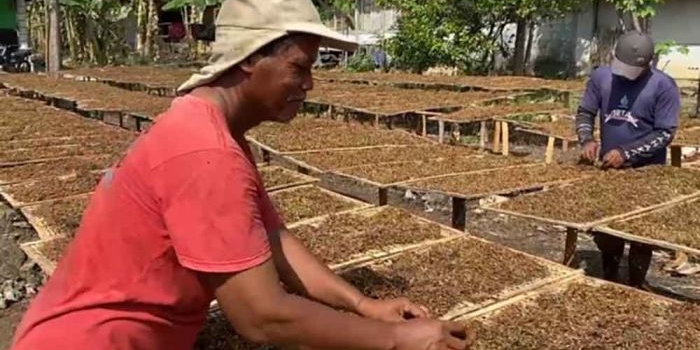 dprd-bojonegoro-minta-pabrikan-rokok-segera-serap-tembakau-petani