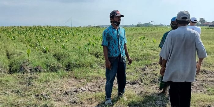 Sejumlah petani saat menyaksikan lahannya rusak parah, tercemar tambak udang.