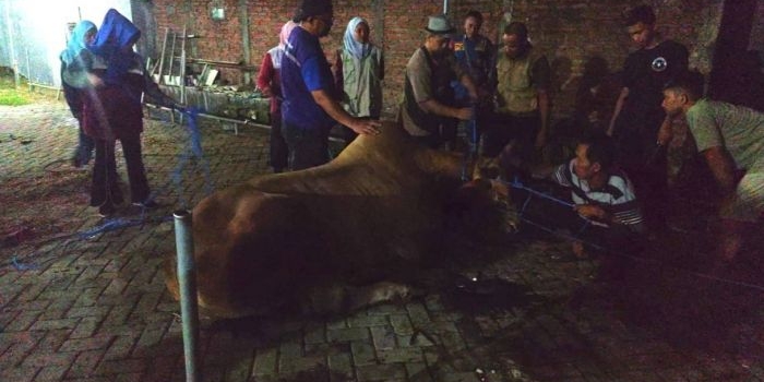 Sapi kurban berhasil dievakuasi setelah dilakukan tembak bius