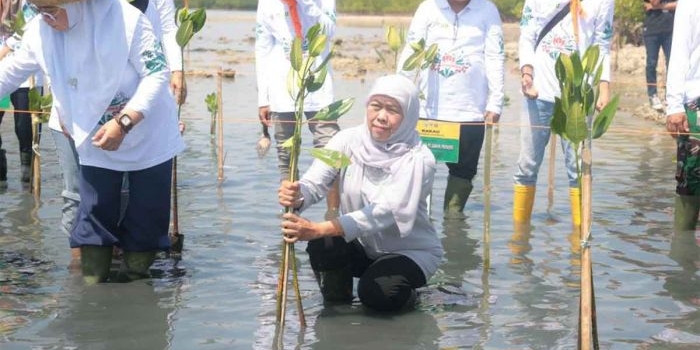 Gubernur Khofifah saat menanam mangrove di Sumenep.