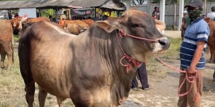 jelang-iduladha-pasar-hewan-ternak-tikung-lamongan-ramai-meski-harga-sapi-naik-hingga-3-juta