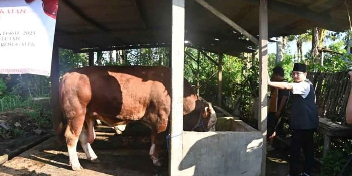 bupati-trenggalek-tinjau-kandang-sapi-di-desa-gembleb