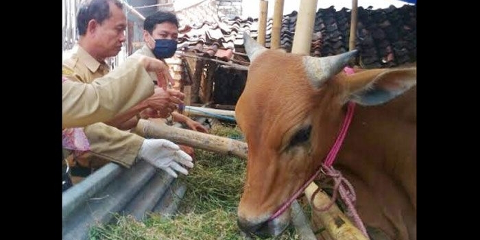 Dinas Peternakan Kabupaten Sumenep programkan limbah pertanian sebagai pakan ternak.