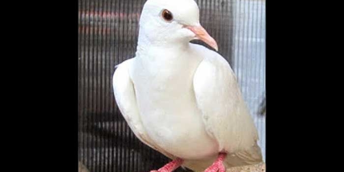 Burung perkutut putih
