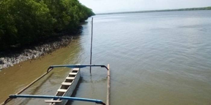 hutan mangrove di blok Bedul, Sejatinya muara dari kali Stail, sepanjang 17 km. Ketebalan hutan mangrove mencapai 300 meter dari bibir muara. foto:rosihan c anwar