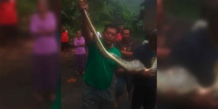 warga-kalipang-kediri-tangkap-ular-sanca-sepanjang-3-meter