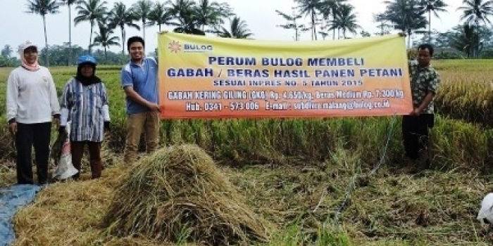 TIM BULOG: Waka Bulog Nurhasan SH dan Kasi PPU Dermawan SSE saat berada di lapangan bersama para pekerja panen menunjukkan hasil panen