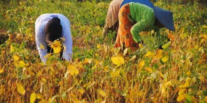 Nampak petani kedelai tengah melakukan aktivitasnya. (haris/BANGSAONLINE)