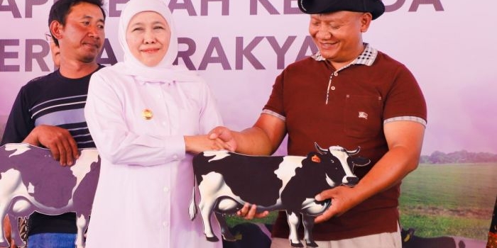 1-080-sapi-perah-dari-australia-didatangkan-di-jatim-gubernur-khofifah-tingkatkan-produksi-susu