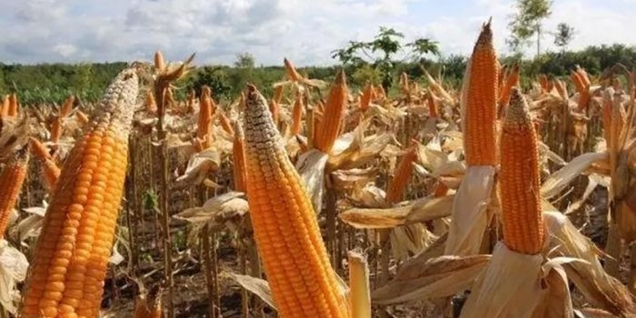 hingga-januari-bulog-bojonegoro-serap-jagung-pipil-kering-116-ton