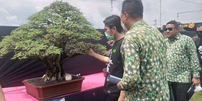 Ketua Umum PPBI Erwin Lismar (kanan) mendamping Bupati Madiun Ahmad Dawami melihat-lihat hasil karya para petani bonsai.