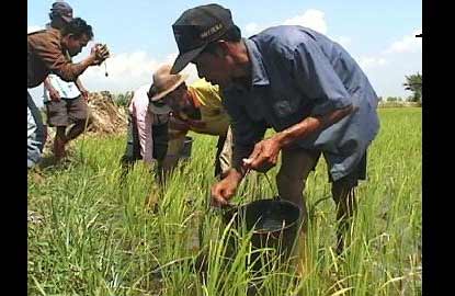 Petani melihat padi mereka yang mulai kekurangan air. (foto: syuhud/BANGSAONLINE)