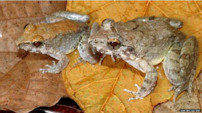 katak bertaring. foto: apakabardunia.com