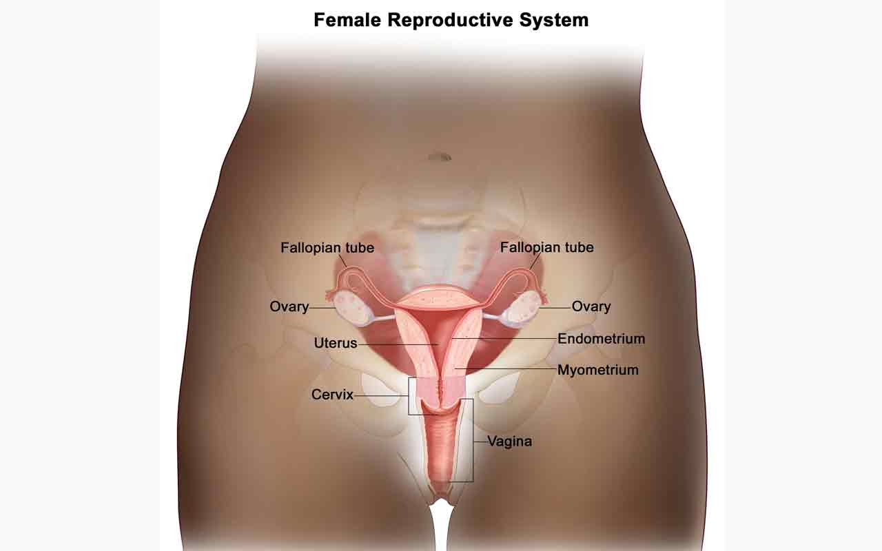 Ilustrasi kanker endometrium. Foto: cancer.gov