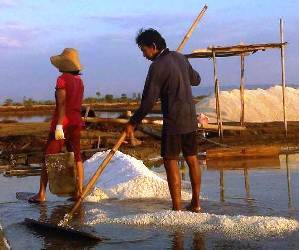 ?Petani garam sedang memanen tambaknya. Foto:faisal/bangsaonline