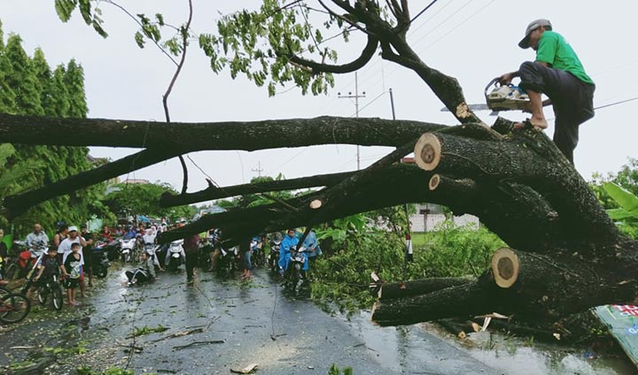 Relawan LPBI saat mengeksekusi pohon tumbang.