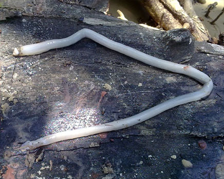 Shipworm.