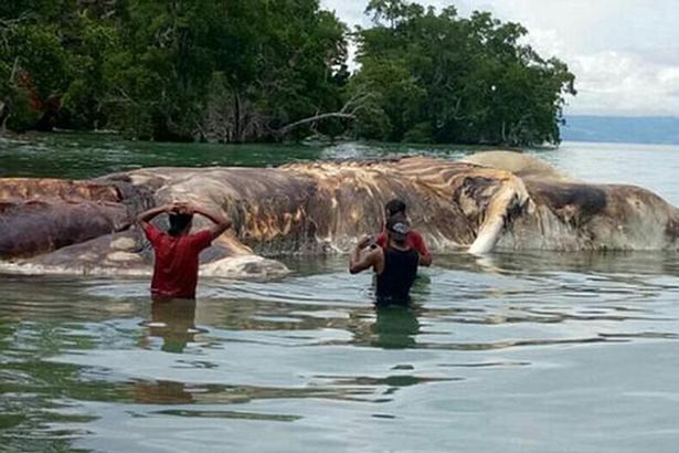 Bangkai hewan laut misterius di Maluku. foto: mirror.co.uk