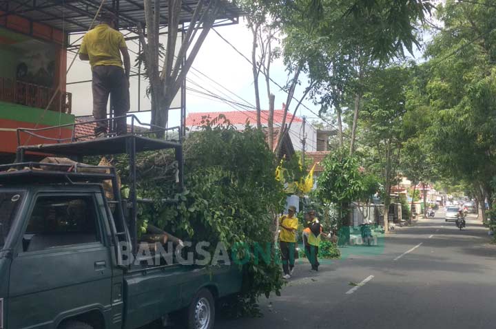 Cegah Pohon Tumbang dengan Perantingan