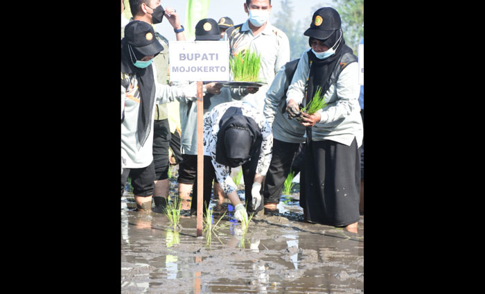 Bupati Ikfina ketika melaksanakan kegiatan tanam padi perdana demonstran usaha petani (demfarm) varietas bibit unggul di lahan tani Desa Sadartengah, Kecamatan Mojoanyar, Jumat (11/6) pagi.