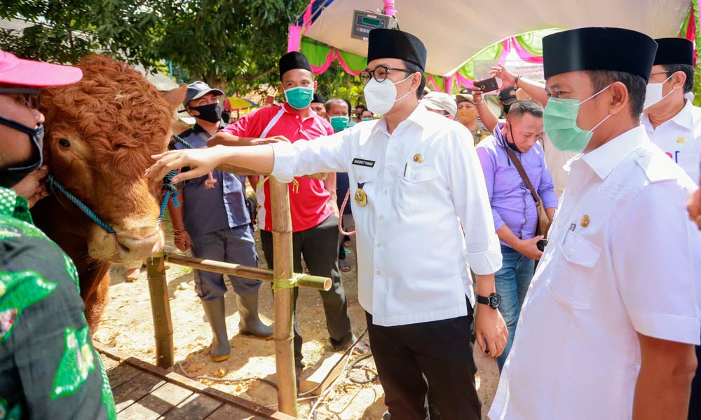 Salah satu sapi limosin yang dijual di bazar berbasis syariah sedang dielus oleh Bupati Baddrut Tamam.