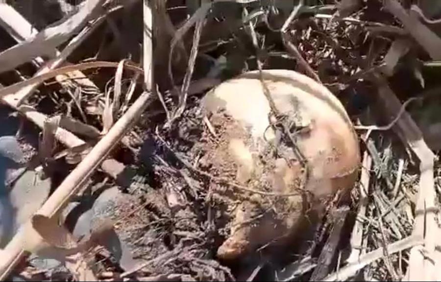 Tengkorak kepala korban di Banyuwangi yang sempat dikira batok kelapa.