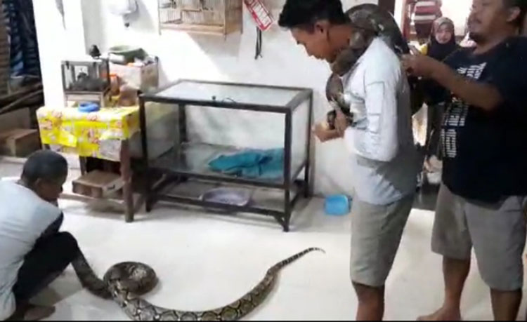 Ular piton besar saat dipamerkan kepada warga.