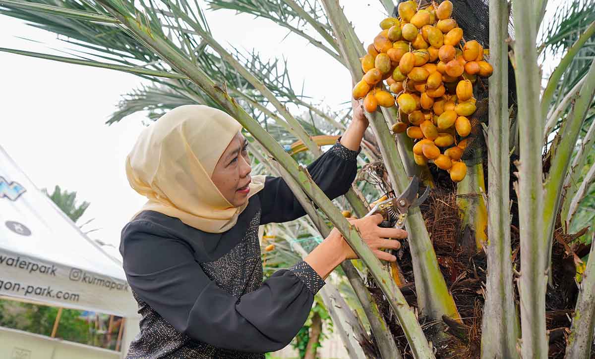 Gubernur Jawa Timur terpilih, Khofifah Indar Parawansa, saat memetik kurma.
