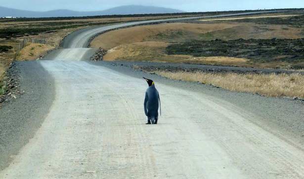 Alamak, Penguin Ini Bingung Jalan Pulang