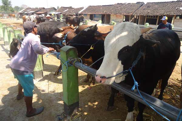 KIRIM KE JAKARTA. Pedagang sapi di Pasar Sapi Kebonagung, Kecamatan Padangan Bojonegoro. foto : eki nurhadi/BANGSAONLINE