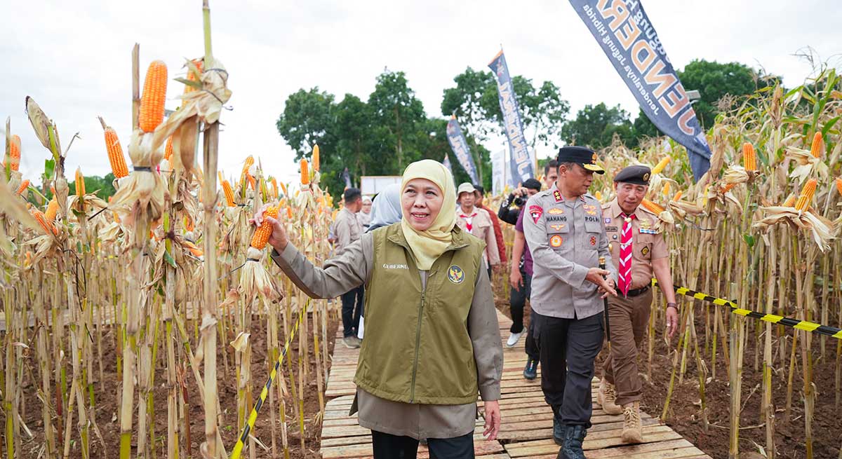 Gubernur Khofifah saat panen jagung di Banyuwangi.
