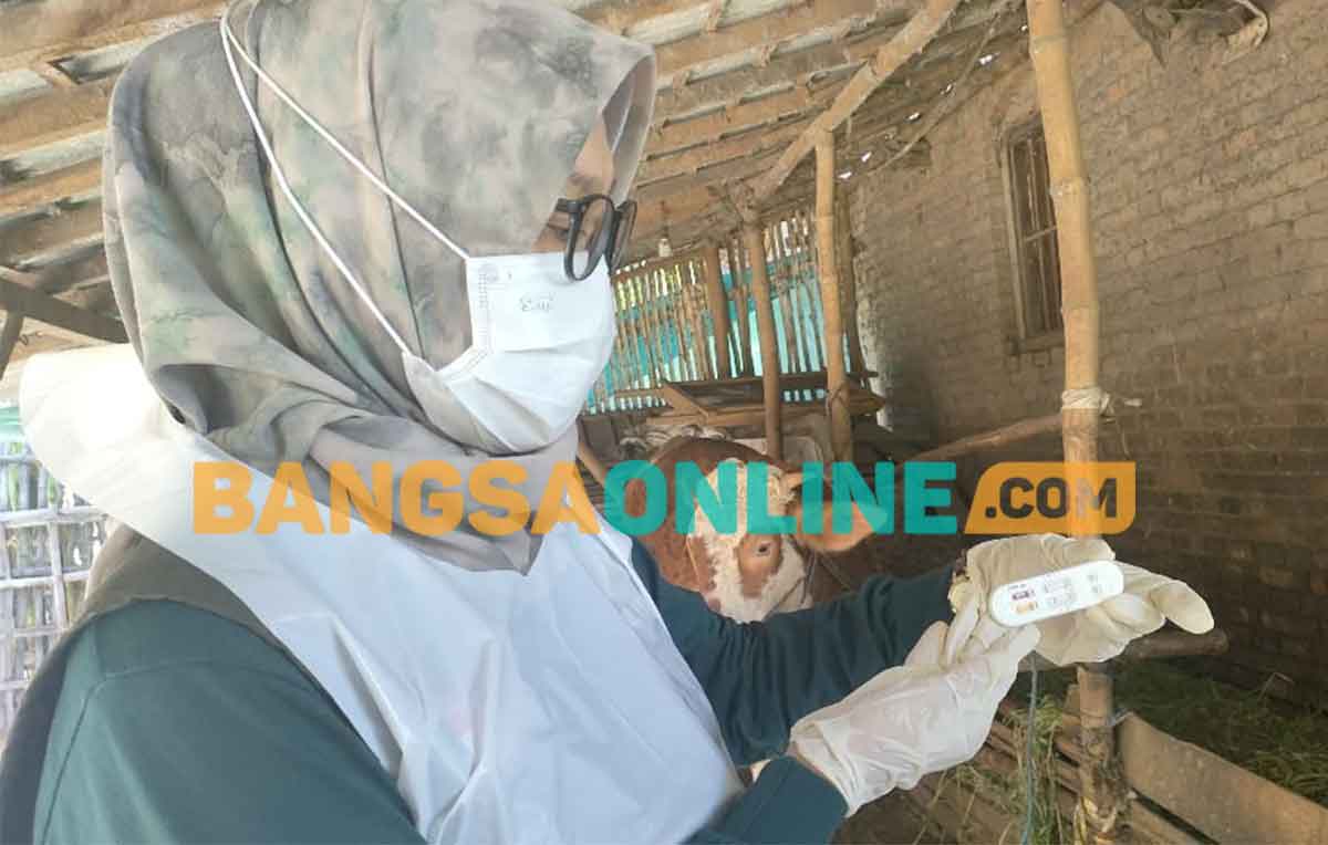 Plt Kepala DKPP Kabupaten Kediri, Tutik Purwaningsih, saat menunjukkan hasil rapid test yang menyatakan negatif PMK. Foto: MUJI HARJITA/BANGSAONLINE