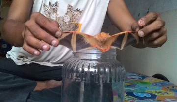 Nampak kelelawar yang tak lazim dari biasanya. (Andi/BANGSAONLINE)