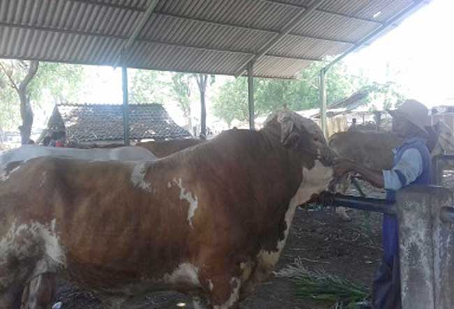 Suasana Pasar Hewan Sabtuan di Desa Sumber Kolak, Panarukan, Situbondo.
