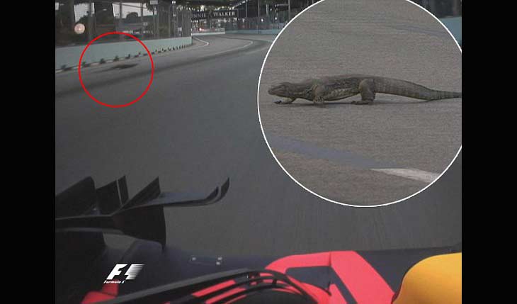 Seekor Komodo nyelonong saat sesi latihan ketiga GP Singapura, kemarin (16/9). foto: dailymail.co.uk