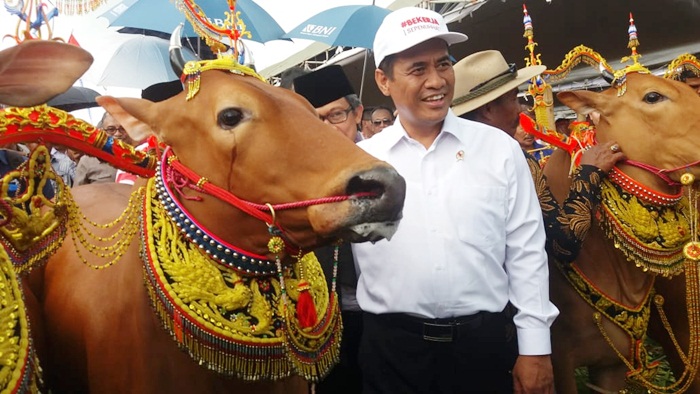 Menteri Pertanian RI Andi Amran Sulaiman saat disambut dengan tarian Sapi Sonok (Sapeh Sono