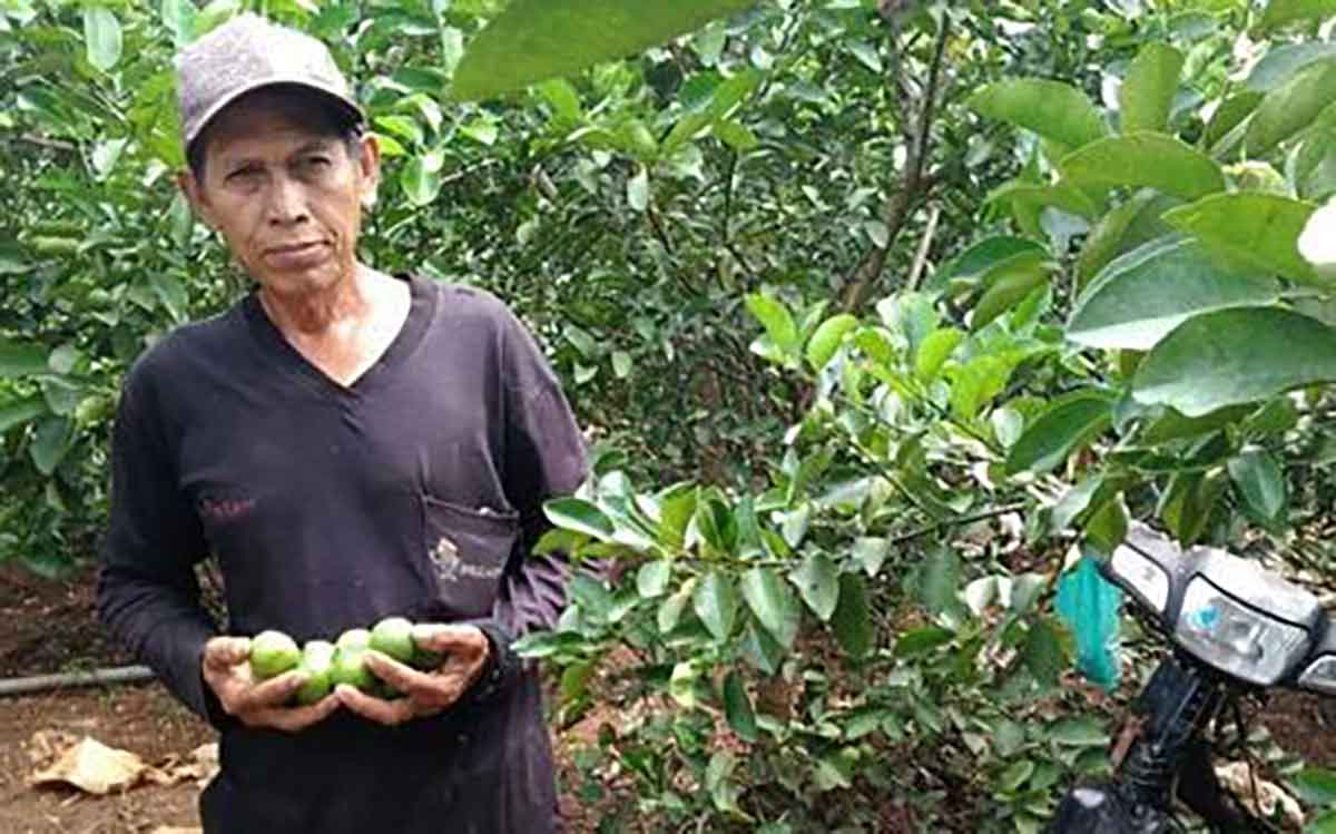 Petani di Desa Kebonagung saat menunjukkan jeruk nipis yang dipanen. Foto: Ist